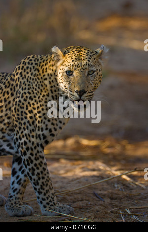 Leopard, Sabi Sand Game Reserve, Mpumalanga Province, South Africa Stock Photo