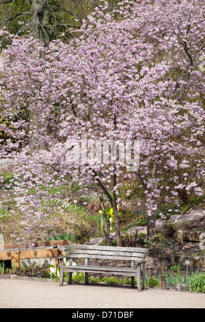 Prunus. Cherry Tree and wooden seat at RHS Wisley Gardens, England Stock Photo