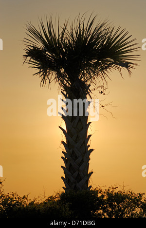 A palmetto tree is silhouetted at sunset along a beach near Charleston, South Carolina, United States of America Stock Photo