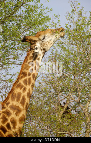 A male giraffe (Giraffa camelopardalis) stretches to feed in the Kruger National Park, South Africa. Stock Photo