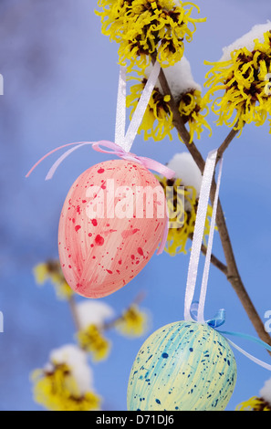 Osterstrauch Hamamelis - hamamelis shrub in easter time 12 Stock Photo