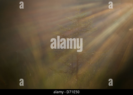 Sun rays and a small pinetree Stock Photo