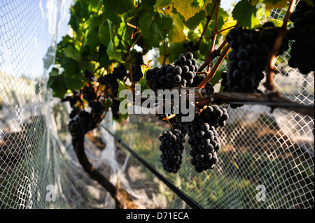 Early morning dew on netted ripe pinot noir grapes, approx one week before harvest 2013. Martinborough wine region New Zealand Stock Photo