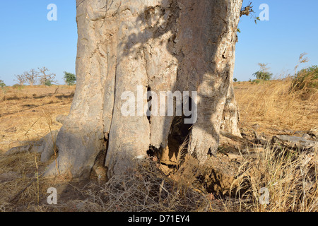 Baobab - Dead-rat tree - Monkey-bread tree - Upside-down tree (Adansonia digitata) trunk details Stock Photo