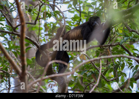 Mantled Howler Monkey (Alouatta palliata) Stock Photo