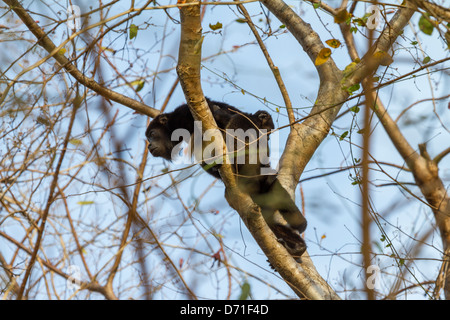 Mantled Howler Monkey (Alouatta palliata) Stock Photo