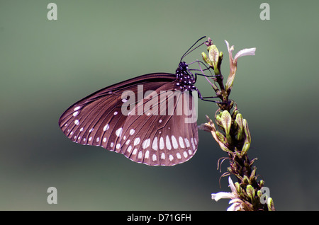 common indian crow,euploea core,butterfly,madhya pradesh,india Stock Photo