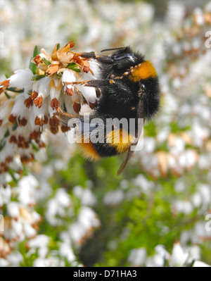 Bumble bee bumblebee on heather flower in early spring Stock Photo