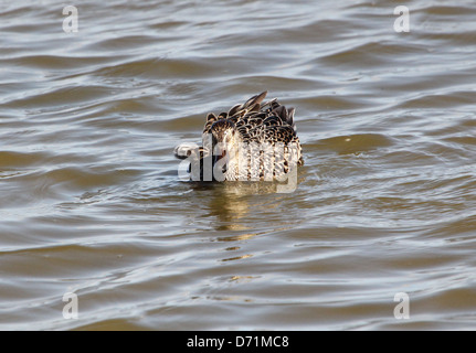 Mature female Eurasian or Common Teal (Anas crecca) swimming and foraging in coastal waters Stock Photo