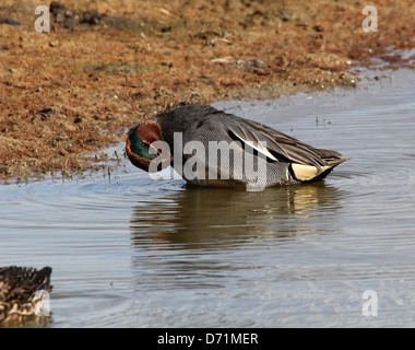 Mature male Eurasian or Common Teal (Anas crecca) preening his feathers Stock Photo