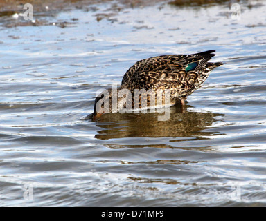 Mature female Eurasian or Common Teal (Anas crecca) swimming and foraging in coastal waters Stock Photo