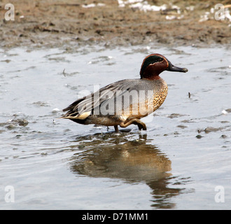 Mature male Eurasian or Common Teal (Anas crecca) swimming and foraging in coastal waters Stock Photo