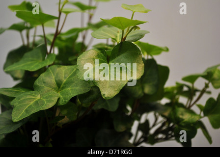 Ivy Leaves Stock Photo