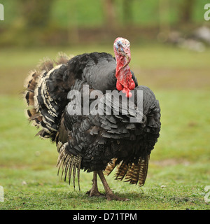 bronze turkey stag Stock Photo