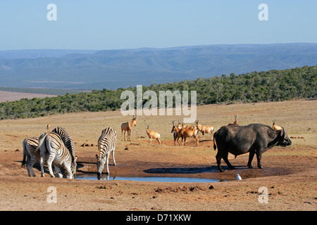 Cape buffalo, plains zebras and red hartebeest gathering at a waterhole, South Africa Stock Photo