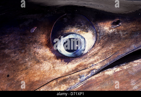 A Pacific Blue Marlin eyeball closeup (Makaira nigricans) caught near Ixtapa Zihuatanejo Mexico Stock Photo