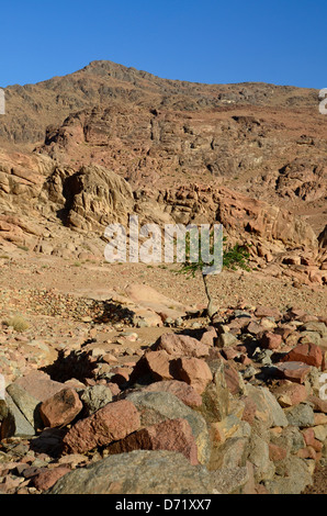 A lone tree in the arid Sinai desert region of Egypt Stock Photo