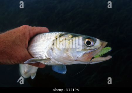 A ladyfish (Elops saurus) caught near Port Aransas Texas Stock Photo
