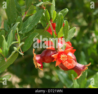Branch with pomegranates and pomegranate blossoms Stock Photo