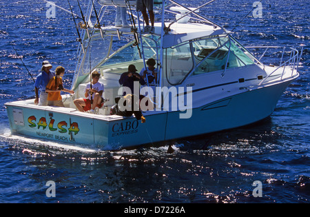 Fishermen landing a striped marlin (Tetrapturus audax) on a sport fishing boat near Cabo San Lucas Baja California Mexico Stock Photo