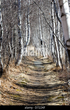 The Hemlock Road in Acadia National Park, Maine, is lined with graceful white-barked Paper Birch trees. Stock Photo