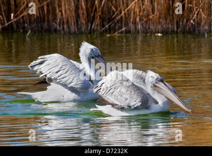 Dalmatian Pelicans (pelecanus crispus) swimming Stock Photo