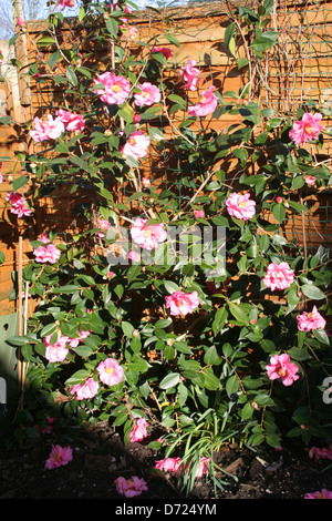 Camellia in flower Worcester Worcestershire England UK Stock Photo