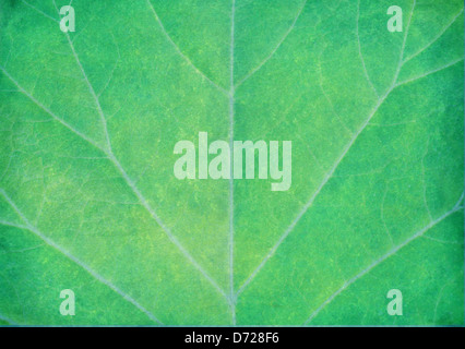 Green leaf with viens enhanced detail  botanical background Stock Photo