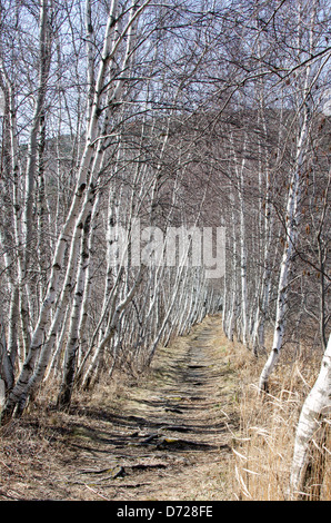 A birch-lined walking path beckons the hiker on into Acadia National Park, Maine. Stock Photo