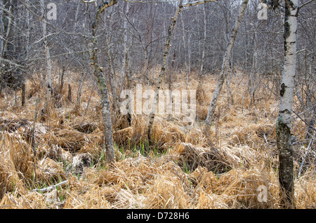 The first green shoots coming up through last fall's dead grasses in a lightly forested wetland, Maine Stock Photo