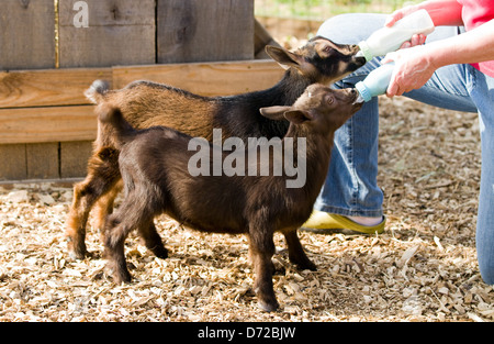 Farm woman bottle feeds milk to eight week old baby Dwarf Nigerian dairy goats. Stock Photo