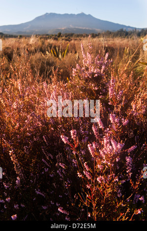 Heather introduced from Britain growing in front of Mount Ruapehu, North Island's highest mountain. Tongariro National Park. Stock Photo