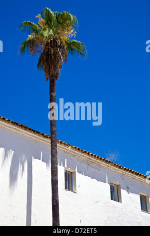 Palm tree and white building in Cordoba, Andalucia, Spain Stock Photo