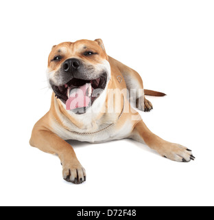 Ca de Bou (Mallorquin Mastiff, Mallorquin Bulldog, Perro Dogo Mallorquin, Majorca Mastiff, Majorcan Bulldog) isolated on white Stock Photo