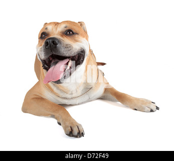 Ca de Bou (Mallorquin Mastiff, Mallorquin Bulldog, Perro Dogo Mallorquin, Majorca Mastiff, Majorcan Bulldog) isolated on white Stock Photo