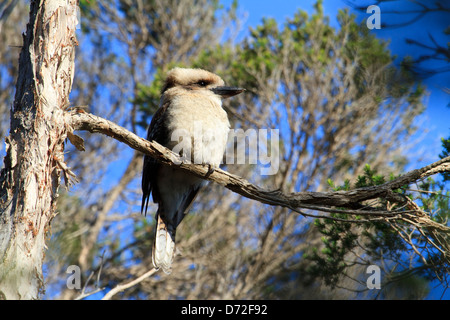 Laughing kookaburra ( Dacelo novaeguineae ) in tree Stock Photo