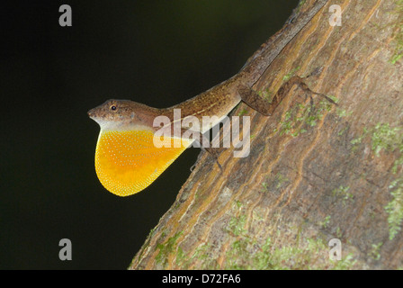 Male Many-scaled Anole (Norops polylepis) displaying in Costa Rica rainforest Stock Photo