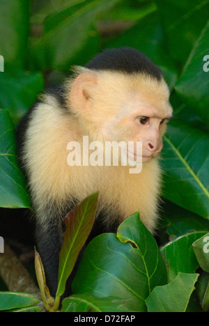 White-headed Capuchin (Cebus capucinus) in Costa Rica rainforest Stock Photo