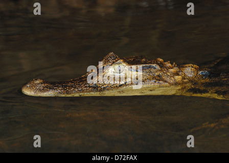 Spectacled Caiman (Caiman crocodilus) in Tortuguero National Park, Costa Rica. Stock Photo