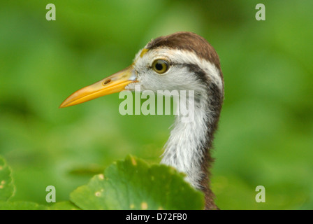 Young Northern Jacana (Jacana spinosa) in Tortuguero National Park, Costa Rica. Stock Photo