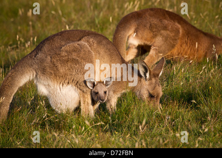 Forester (Eastern grey) kangaroo with joey in pouch while feeding on grass Stock Photo