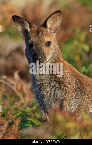 Bennetts (Red-necked) wallaby ( Macropus rufogriseus ) portrait Stock Photo