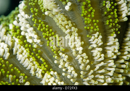 Haddon's Carpet Anemone, Green (Stichodactyla haddoni), Cnidaria, Indo-pacific Ocean Stock Photo