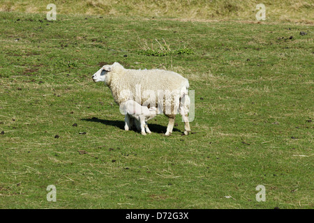 A ewe sheep feeding a lamb  in a field in Fairfield Romney Marsh, Kent Stock Photo