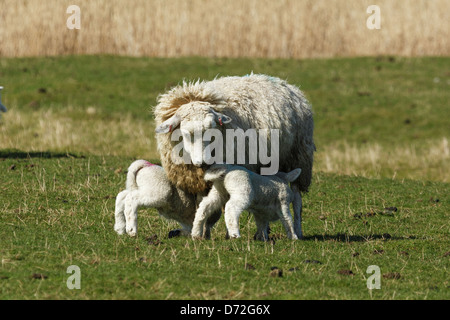 A ewe sheep feeding two lambs  in a field in Fairfield Romney Marsh, Kent Stock Photo