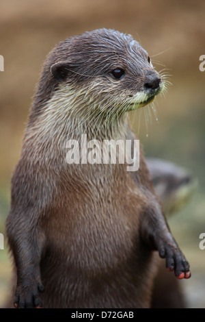 Oriental small-clawed otter (Aonyx cinerea), also known as the Asian small-clawed otter or Asian short-clawed otter. Stock Photo