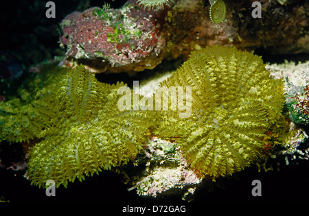 Mushroom coral, Discosoma sp., Discosomatidae, Indo-pacific Ocean Stock Photo