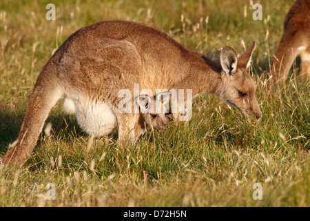 Forester ( Eastern grey ) kangaroo ( Macropus giganteus ) grazing with joey in pouch Stock Photo