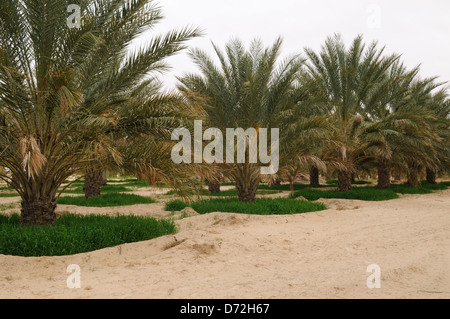 barley growing under date palm trees in the Sahara Desert ...