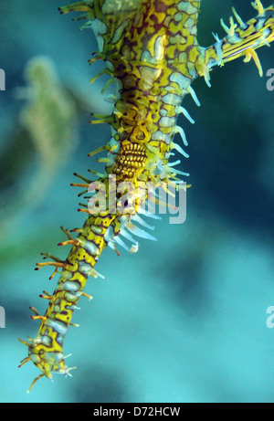 Close-up of a Harlequin Ghost Pipefish (Solenostomus Paradoxus), Lembeh Strait, Indonesia Stock Photo